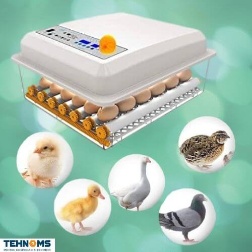 Incubatoare automate pentru oua de gaina, prepelita, rata, gasca