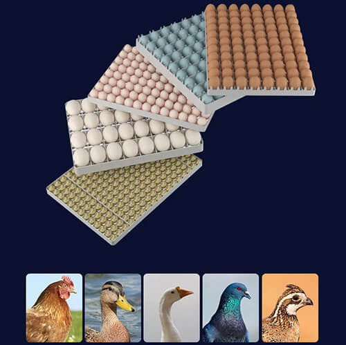 Incubator profesional pentru toate tipurile de oua