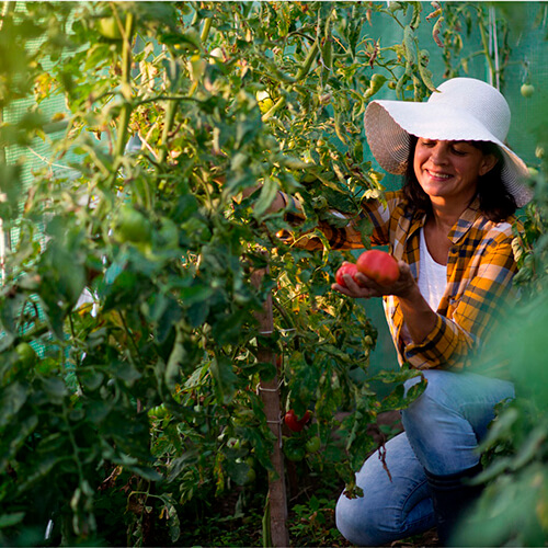 Sere de gradina din Polonia